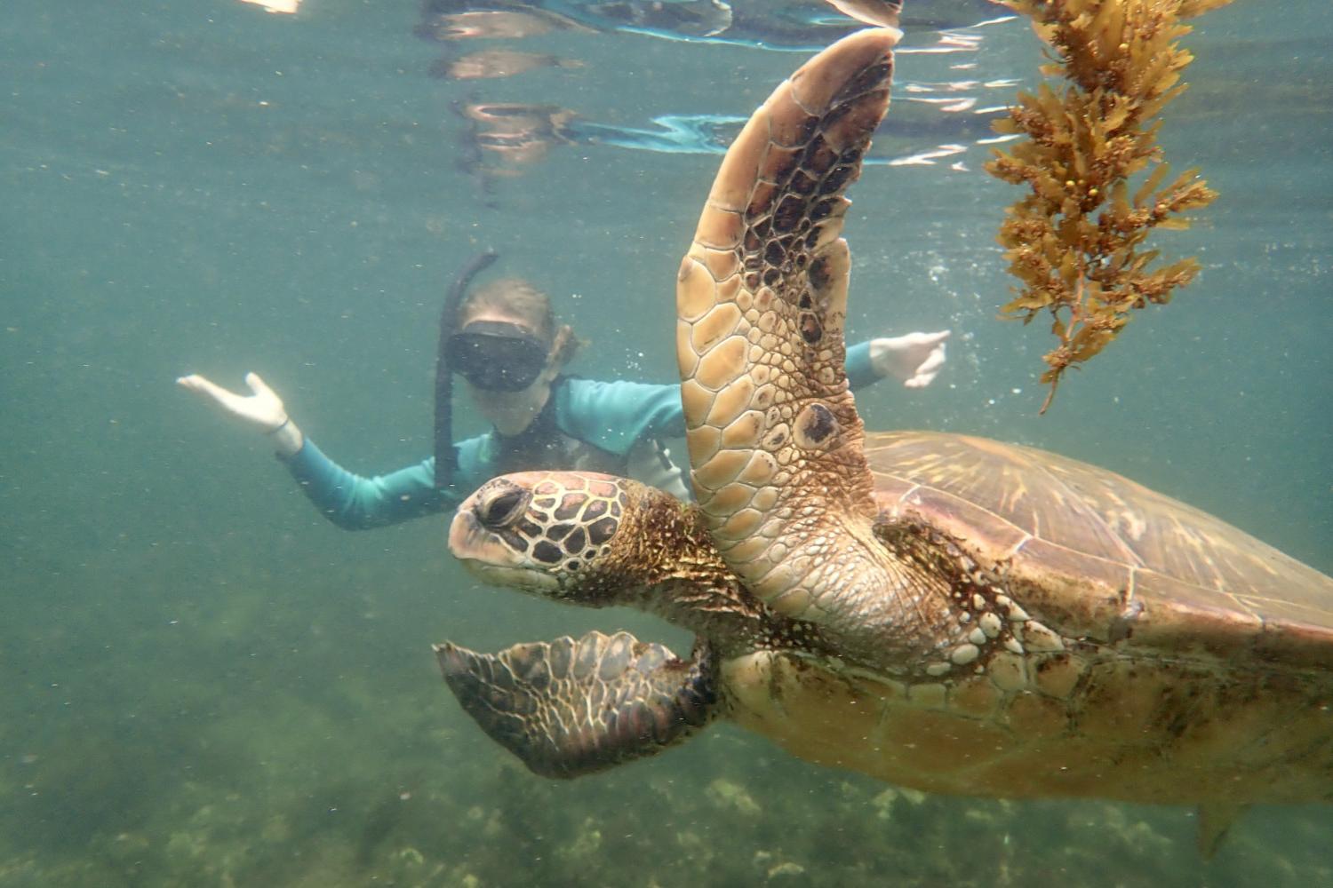 一名<a href='http://2n.awamiwebsite.com/'>bv伟德ios下载</a>学生在Galápagos群岛游学途中与一只巨龟游泳.